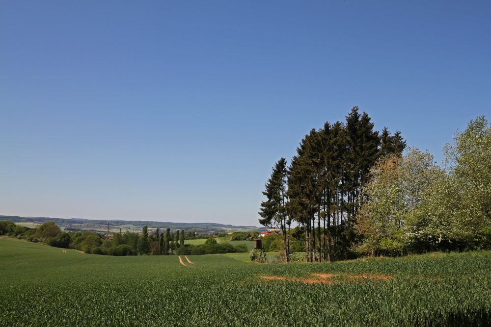 „Prüft alles und behaltet das Gute Eine Wiese mit Wald am Horizont und blauem Himmel