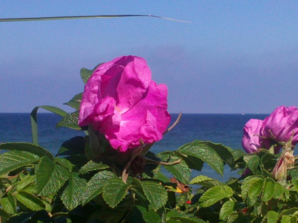 Den Übergang in den Ruhestand gesund gestalten - Einladung zum Bildungsurlaub auf Spiekeroog Rosa Dünenrose vor blauem Himmel und Meer.